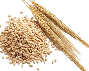 BARLEY